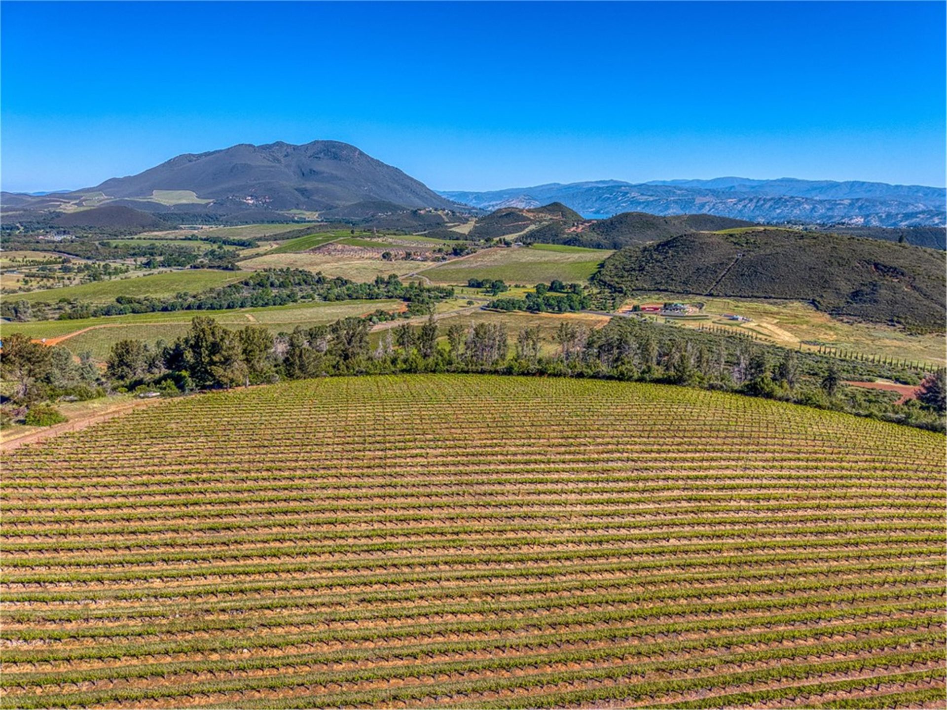 Drip irrigation in vineyard