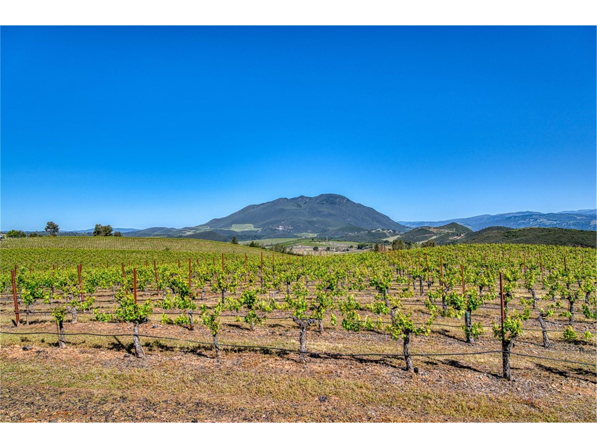 Vineyard floor with volcanic rock